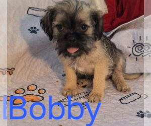 Pug-Shih Tzu Mix Dogs for adoption in San Bernardino, CA, USA