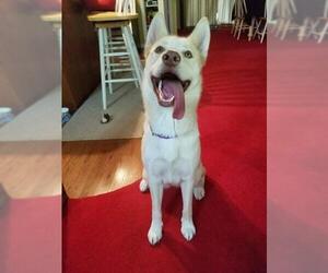 Siberian Husky Dogs for adoption in Boston, MA, USA