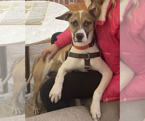 Bogle Dogs for adoption in Plainfield, IL, USA