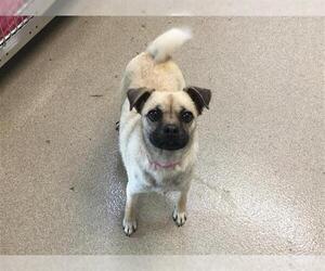 Puggle Dogs for adoption in Grand Prairie, TX, USA