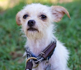 Malchi Dogs for adoption in El Cajon, CA, USA