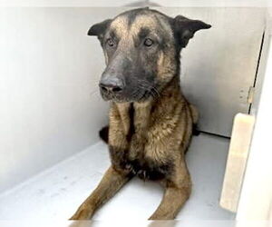 German Shepherd Dog-Unknown Mix Dogs for adoption in Houston, TX, USA