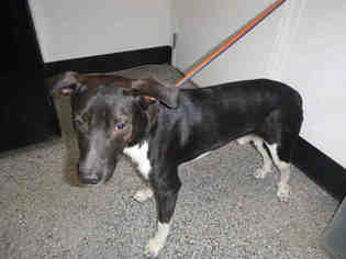 Borador Dogs for adoption in Henderson, NV, USA