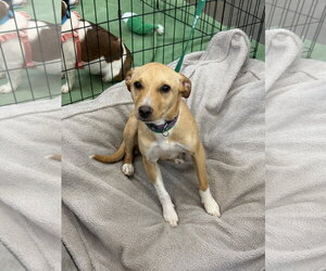 Beagle-Unknown Mix Dogs for adoption in Turlock, CA, USA