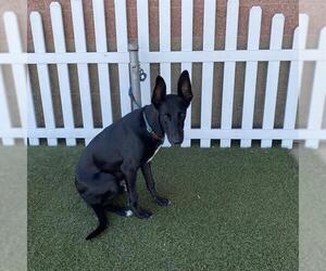 Doberman Pinscher-Great Dane Mix Dogs for adoption in Modesto, CA, USA