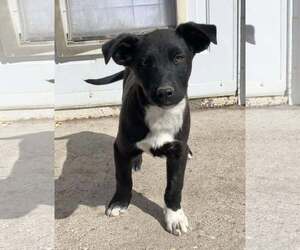 Collie-Unknown Mix Dogs for adoption in Sandy, UT, USA