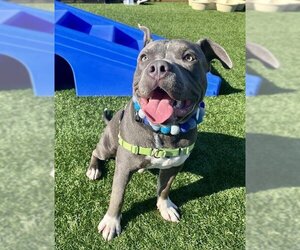 American Pit Bull Terrier Dogs for adoption in San Francisco, CA, USA