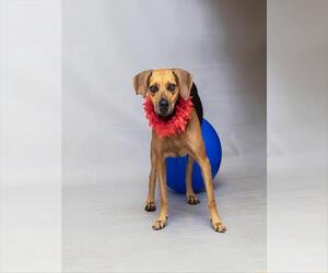 Mutt Dogs for adoption in Sanford, FL, USA