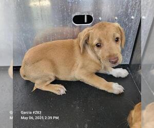 Mutt Dogs for adoption in San Antonio, TX, USA