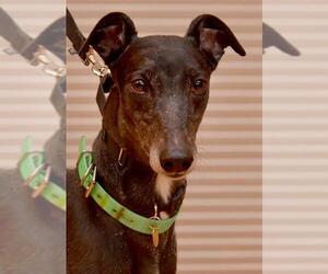 Greyhound Dogs for adoption in Minneapolis, MN, USA