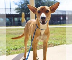 American Staffordshire Terrier-Unknown Mix Dogs for adoption in San Antonio, TX, USA
