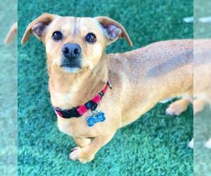Dachshund Dogs for adoption in Tempe, AZ, USA