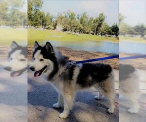 Siberian Husky Dogs for adoption in Campbell, CA, USA