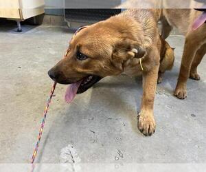 German Shepherd Dog Dogs for adoption in Camarillo, CA, USA