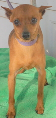 Miniature Pinscher Dogs for adoption in Birch Tree, MO, USA