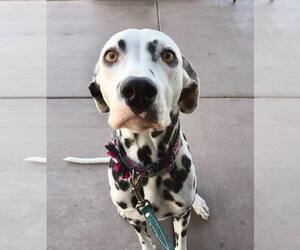 Dalmatian Dogs for adoption in Phoenix, AZ, USA