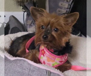 Mutt Dogs for adoption in Sanford, FL, USA