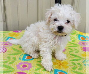 Bichon Frise Dogs for adoption in Mountain View, MO, USA