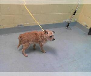 Norfolk Terrier-Unknown Mix Dogs for adoption in Tulsa, OK, USA