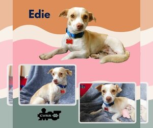 Doxle Dogs for adoption in Lindsay, CA, USA