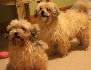Havanese Dogs for adoption in bloomington, IL, USA