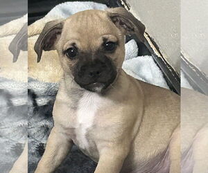 Pug-Unknown Mix Dogs for adoption in Rockaway, NJ, USA