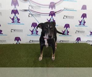Labrador Retriever-Unknown Mix Dogs for adoption in Orlando, FL, USA