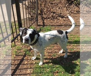 Lab-Pointer Dogs for adoption in Dallas, TX, USA
