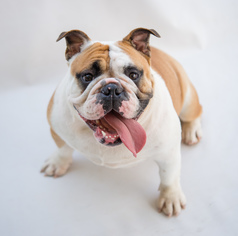 Bulldog Dogs for adoption in Alpharetta, GA, USA
