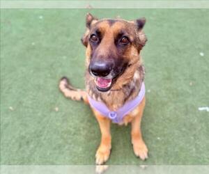 German Shepherd Dog Dogs for adoption in Martinez, CA, USA