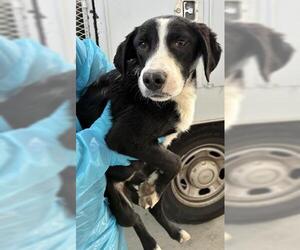 Collie Dogs for adoption in Bakersfield, CA, USA