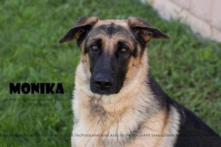 German Shepherd Dog Dogs for adoption in La Porte, IN, USA