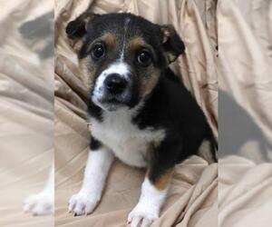 Mutt Dogs for adoption in Thief River Falls, MN, USA