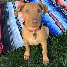 Lab-Pointer Dogs for adoption in San Diego, CA, USA