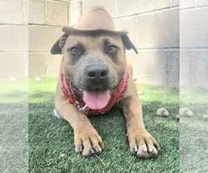 Staffordshire Bull Terrier-Unknown Mix Dogs for adoption in Lakewood, CO, USA