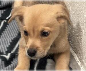 Labrador Retriever Dogs for adoption in Olathe, KS, USA