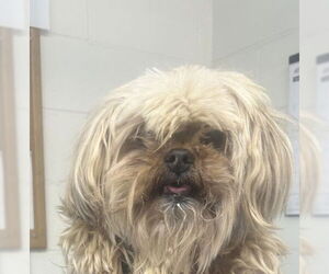 Shih Tzu-Unknown Mix Dogs for adoption in San Bernardino, CA, USA