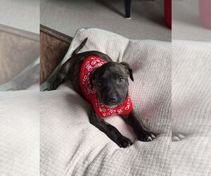 American Staffordshire Terrier-Unknown Mix Dogs for adoption in Wenonah, NJ, USA