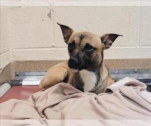 Chihuahua Dogs for adoption in Martinez, CA, USA