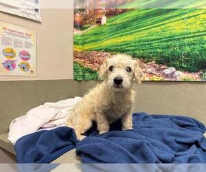 Mutt Dogs for adoption in Moreno Valley, CA, USA