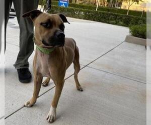 Black Mouth Cur-Unknown Mix Dogs for adoption in Fort Lauderdale, FL, USA