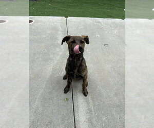 Catahoula Leopard Dog Dogs for adoption in Fremont, CA, USA