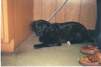 Labrador Retriever-Unknown Mix Dogs for adoption in Longs, SC, USA