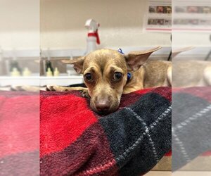 Chihuahua Dogs for adoption in Santa Maria, CA, USA