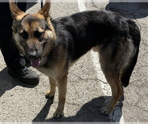 German Shepherd Dog Dogs for adoption in Burbank, CA, USA