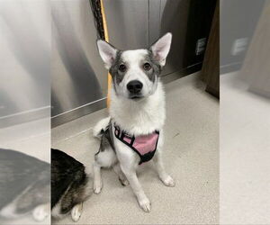 Siberian Husky Dogs for adoption in Fairbanks, AK, USA