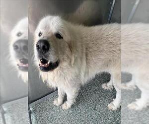 Great Pyrenees Dogs for adoption in Salisbury, NC, USA