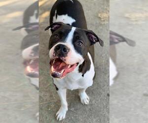 American Pit Bull Terrier Dogs for adoption in Riverside, CA, USA