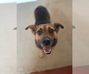 German Shepherd Dog-Unknown Mix Dogs for adoption in Green Forest, AR, USA