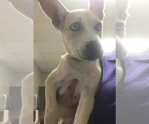 Mutt Dogs for adoption in Conroe, TX, USA